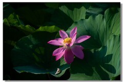 荷花（五十八）