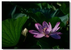 荷花（五十八）