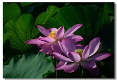 荷花（五十九）