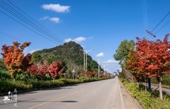 今天下午去晒太阳、随拍一组红叶、“平寨村”。