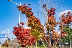 今天下午去晒太阳、随拍一组红叶、“平寨村”。
