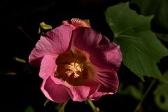 2025花卉植物赏析【28】