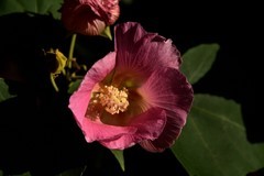 2025花卉植物赏析【28】