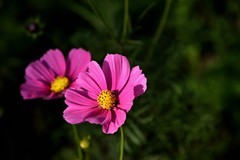 2025花卉植物赏析【28】