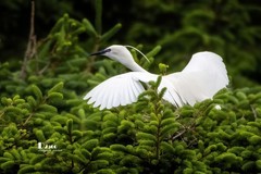 鹭岛里的白鹭（49）