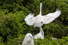 鹭岛里的白鹭（49）