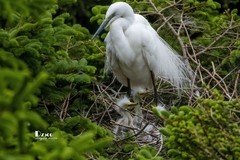 鹭岛里的白鹭（49）
