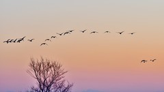 【视觉光影】美 丽 的 大 天 鹅 （39）