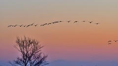 【视觉光影】美 丽 的 大 天 鹅 （39）