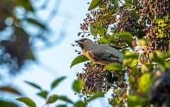 太平鸟（二十八）