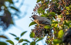 太平鸟（二十八）
