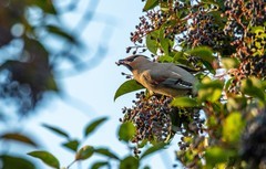 太平鸟（二十八）