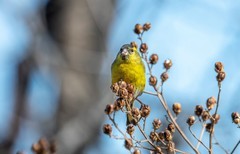 小黄雀（七十七）