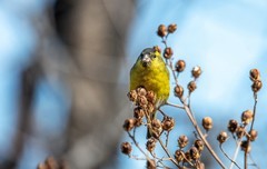小黄雀（七十七）