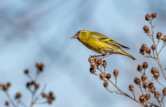 小黄雀（七十七）