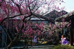 武汉梅花园（二十一）