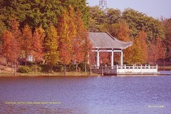 中心湖落羽杉（广州大学城）