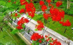 [26149] 花地河畔凤凰花