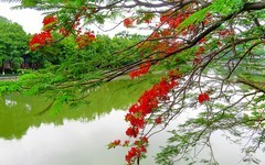 [26149] 花地河畔凤凰花
