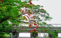 [26149] 花地河畔凤凰花