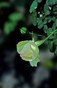 绿月季--省植物园