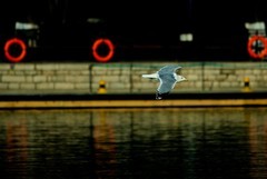 抓拍——明湖银鸥