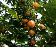 815【不老松：纪实摄影】院中花果：石榴！ (1)