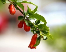 815【不老松：纪实摄影】院中花果：石榴！ (1)