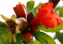 816【不老松：纪实摄影】院中花果：石榴！ (2)