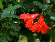 816【不老松：纪实摄影】院中花果：石榴！ (2)