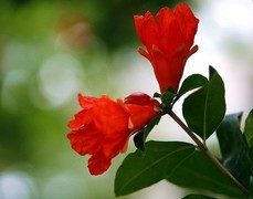 816【不老松：纪实摄影】院中花果：石榴！ (2)