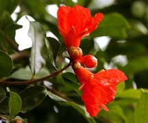 817【不老松：纪实摄影】院中花果：石榴！ (3)