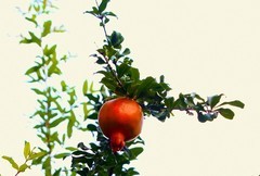 817【不老松：纪实摄影】院中花果：石榴！ (3)