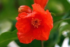 817【不老松：纪实摄影】院中花果：石榴！ (3)