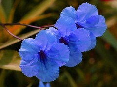 045【不老松：二游海南纪实】临高长島兰湾的兰花草！