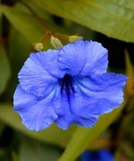 045【不老松：二游海南纪实】临高长島兰湾的兰花草！