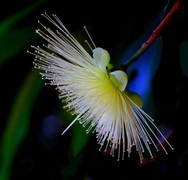 046【不老松：二游海南纪实】临高长島兰湾好看不好吃的莲雾!