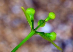 046【不老松：二游海南纪实】临高长島兰湾好看不好吃的莲雾!