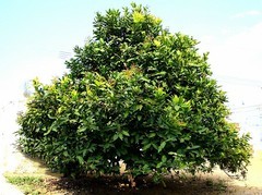 046【不老松：二游海南纪实】临高长島兰湾好看不好吃的莲雾!