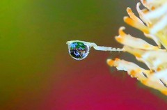 047【不老松：二游海南纪实】临高长島兰湾：初拍水滴！不成样子！(没有微距镜头及必须