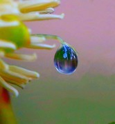 047【不老松：二游海南纪实】临高长島兰湾：初拍水滴！不成样子！(没有微距镜头及必须