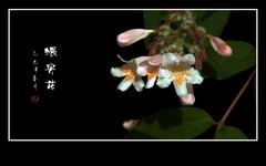 毛茸茸的漂亮小花猥实花