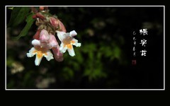 毛茸茸的漂亮小花猥实花