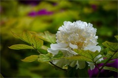 2026年第0334贴 -景山牡丹花纪实拍（0515）