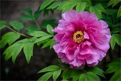 2026年第0334贴 -景山牡丹花纪实拍（0515）