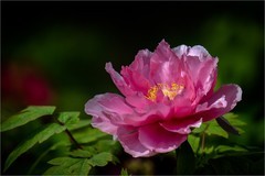 2026年第0335贴 -景山牡丹花纪实拍（0515）