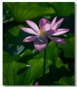 荷花（六十三）