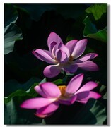 荷花（六十三）