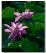 荷花（六十三）