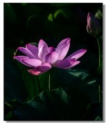 荷花（六十五）